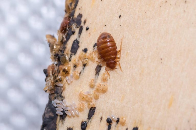 Bed Bug Control Services Designed for Peace of Mind