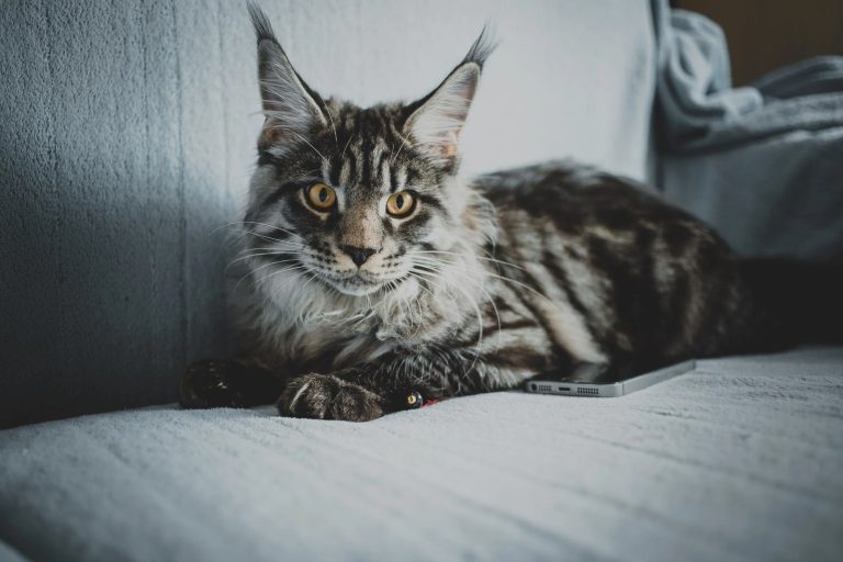 Beautiful Maine Coon Kittens for Sale Bay Area – Reserve Today