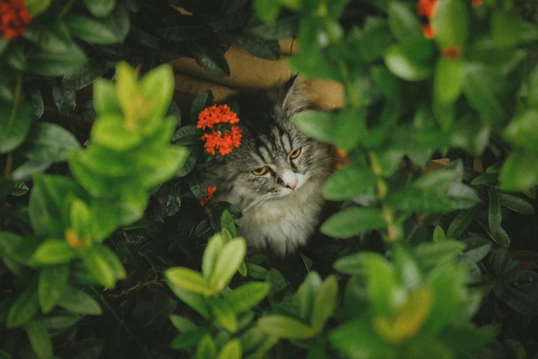 Adopt Maine Coon Kittens for Sale in California | Home Visit Welcome